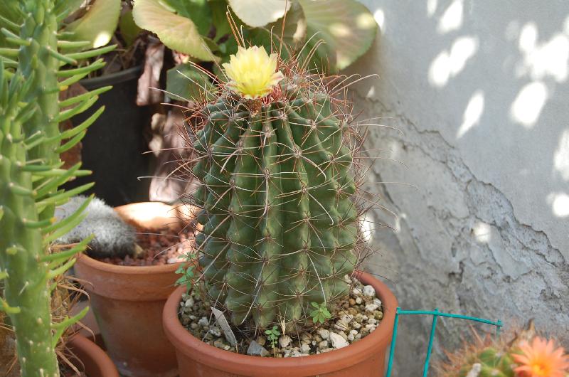 ferocactus hamatacantus.JPG
